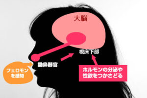 ヒトフォロモン