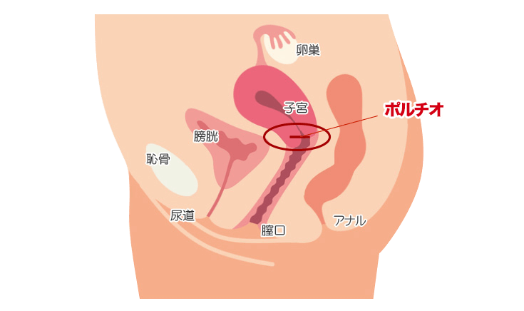 ポルチオへ刺激与えられるペニスが好まれる