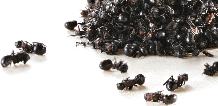 擬黒多刺蟻（キコクタサン）の実力
