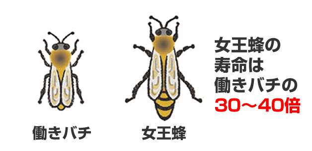 女王蜂と働き蜂の比較