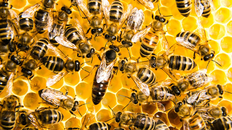 ミツバチの働き蜂と嬢王蜂