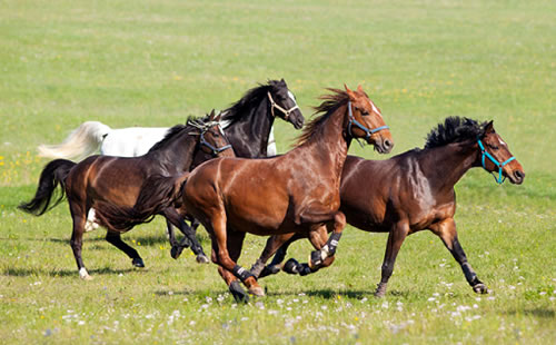 成分「馬プラセンタ」